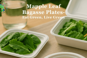 biodegradable bagasse plates